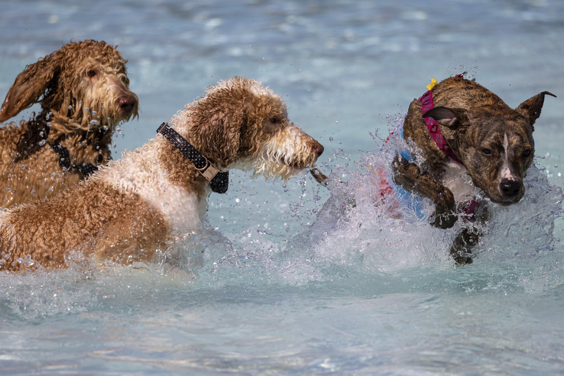 Dogs playing in pool