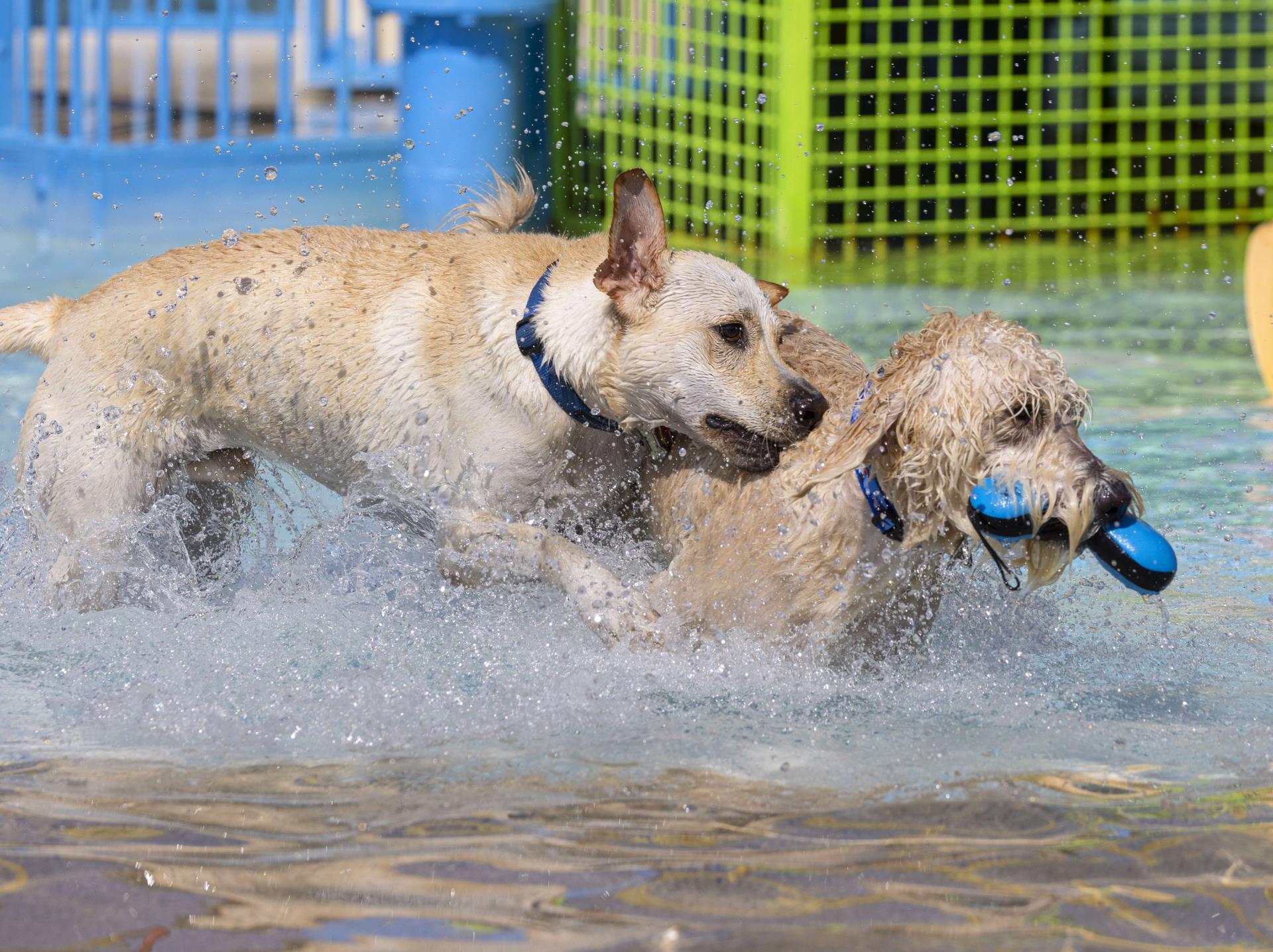 Dogs playing in pool